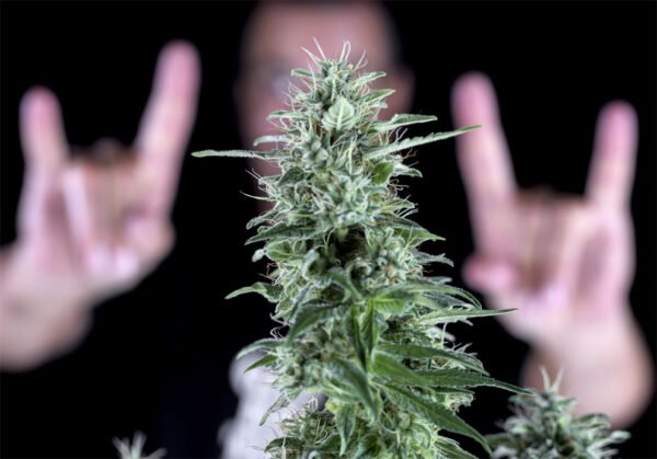 Txees bilbo  Genehtik seeds haziak