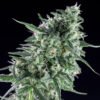 Txees bilbo  Genehtik seeds haziak