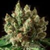 TXERRI BILBO HAZE Genehtik seeds haziak