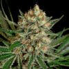 TXERRI BILBO HAZE Genehtik seeds haziak