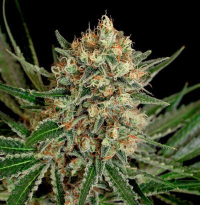 TXERRI BILBO HAZE Genehtik seeds haziak