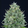Txomango-Auto-Genehtik-1.jpg Txomango AUTO