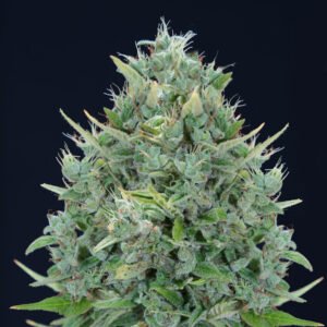 Txomango AUTO