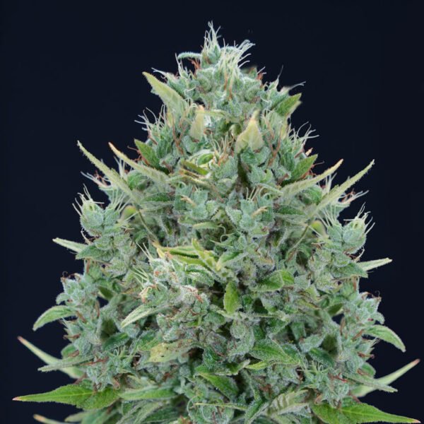 Txomango-Auto-Genehtik-1.jpg Txomango AUTO