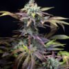 Txomango-Genehtik-1.jpg Txomango Genehtik seeds haziak
