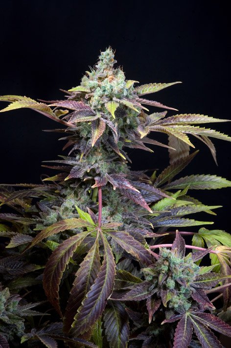 Txomango-Genehtik-1.jpg Txomango Genehtik seeds haziak