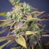Txomango-Genehtik-2.jpg Txomango Genehtik seeds haziak