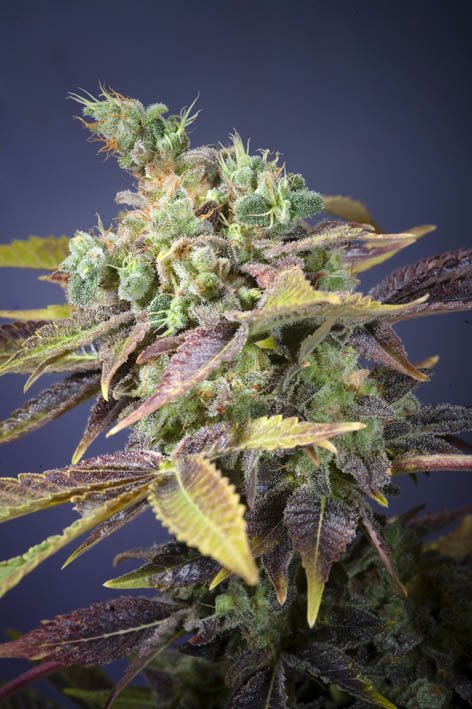 Txomango-Genehtik-2.jpg Txomango Genehtik seeds haziak
