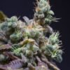 Txomango-Genehtik-3.jpg Txomango Genehtik seeds haziak