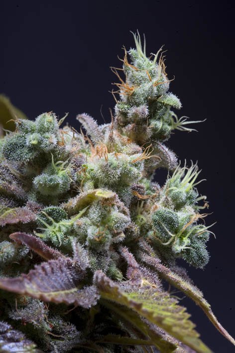 Txomango-Genehtik-3.jpg Txomango Genehtik seeds haziak