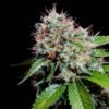 ZURI-WIDOW-GENEHTIK-400x398-2.jpg Zuri widow Genehtik seeds haziak