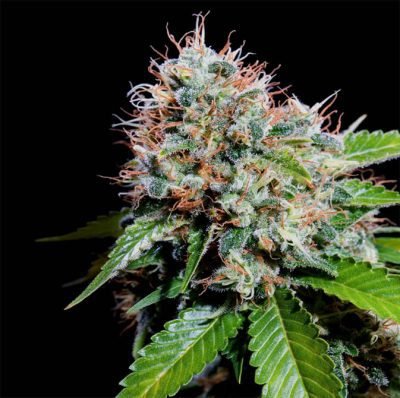 ZURI-WIDOW-GENEHTIK-400x398-2.jpg Zuri widow Genehtik seeds haziak