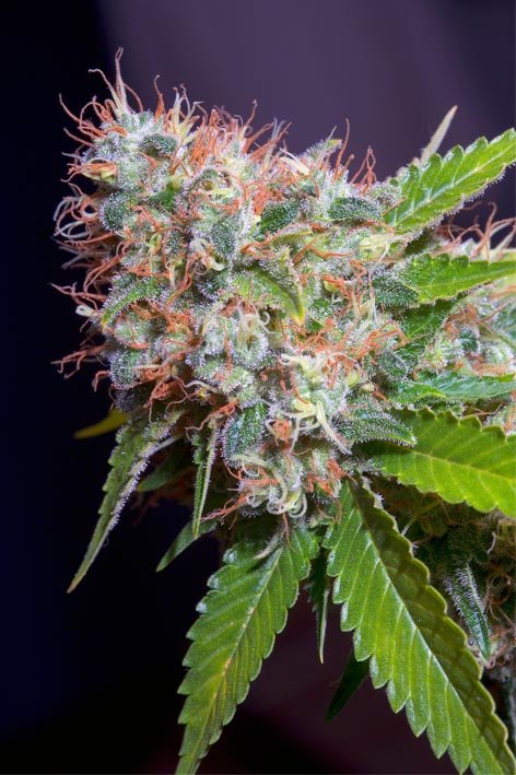 Zuri-Widow-Genehtik-1.jpg Zuri widow Genehtik seeds haziak