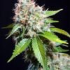 Zuri-Widow-Genehtik-2.jpg Zuri widow Genehtik seeds haziak