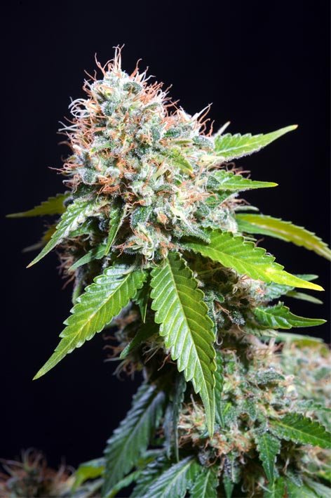 Zuri-Widow-Genehtik-2.jpg Zuri widow Genehtik seeds haziak