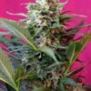 Big devil XL auto (3+1Gratis) 100% sweet seeds