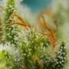Big devil XL auto (3+1Gratis) 100% sweet seeds