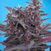 black-cream-auto-1.jpg Black cream auto (3+1Gratis) sweet seeds