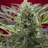 cream-47-1.jpg Cream 47 (3+1Gratis) 100% sweet seeds