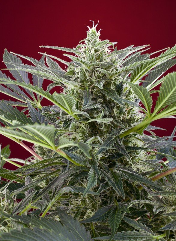 cream-47-1.jpg Cream 47 (3+1Gratis) 100% sweet seeds