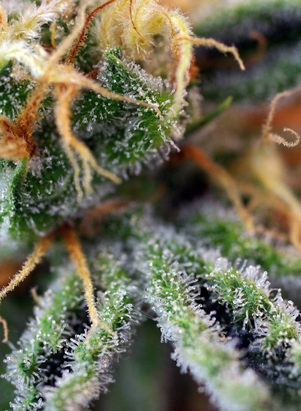 Cream Caramel®(3+1 Gratis) Sweet Seeds