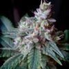 Cream Caramel®(3+1 Gratis) Sweet Seeds
