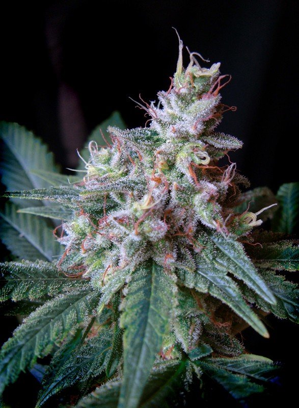 Cream Caramel®(3+1 Gratis) Sweet Seeds