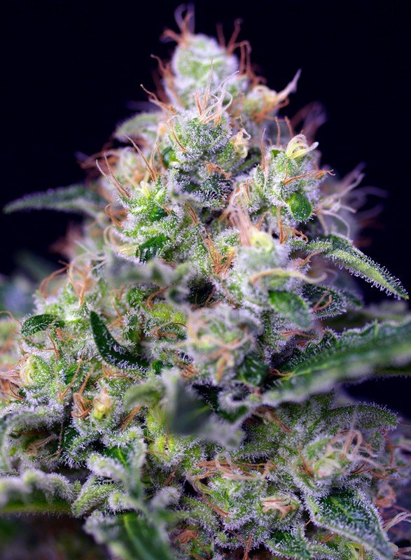 Cream Caramel®(3+1 Gratis) Sweet Seeds