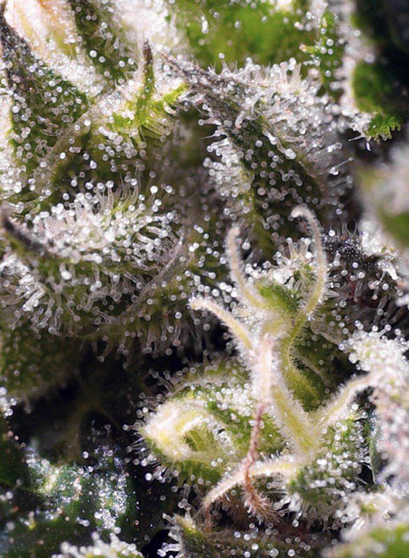 cream-caramel-auto-1.jpg Cream caramel auto (3+1 Gratis) Sweet seeds