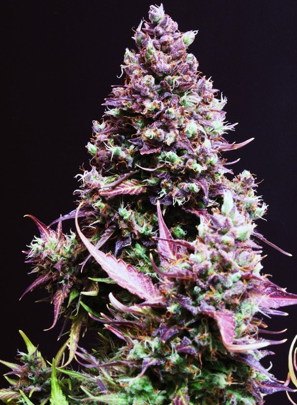cream-caramel-auto-2.jpg Cream caramel auto (3+1 Gratis) Sweet seeds