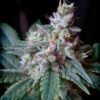Cream Caramel F1 Fast Version® (3+1 Gratis)