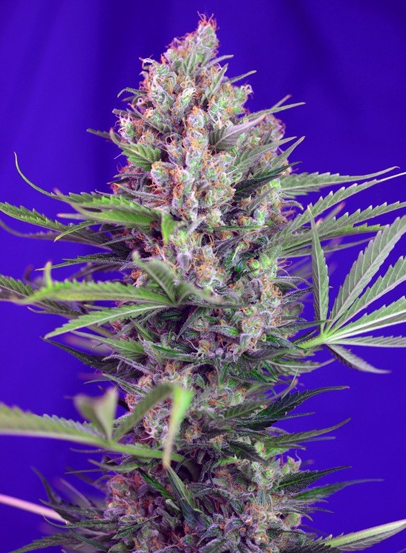 Cream mandarine f1 fast version (3+1 Gratis) 100%  Sweet seeds