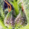 Cream Mandarine xl auto (3+1 Gratis) Sweet seeds