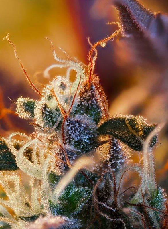 Cream Mandarine xl auto (3+1 Gratis) Sweet seeds