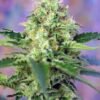 crystal-candy-1.jpg Crystal candy XL auto (3+1GRATIS) 100% sweet seeds