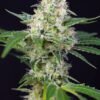 crystal-candy-2.jpg Crystal candy (3+1Gratis) 100% sweet seeds