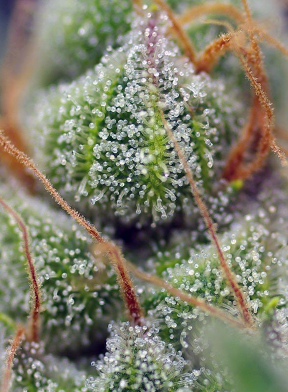 crystal-candy-3.jpg Crystal candy (3+1Gratis) 100% sweet seeds