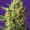 crystal-candy-xl-auto-1.jpg Crystal candy XL auto (3+1GRATIS) 100% sweet seeds