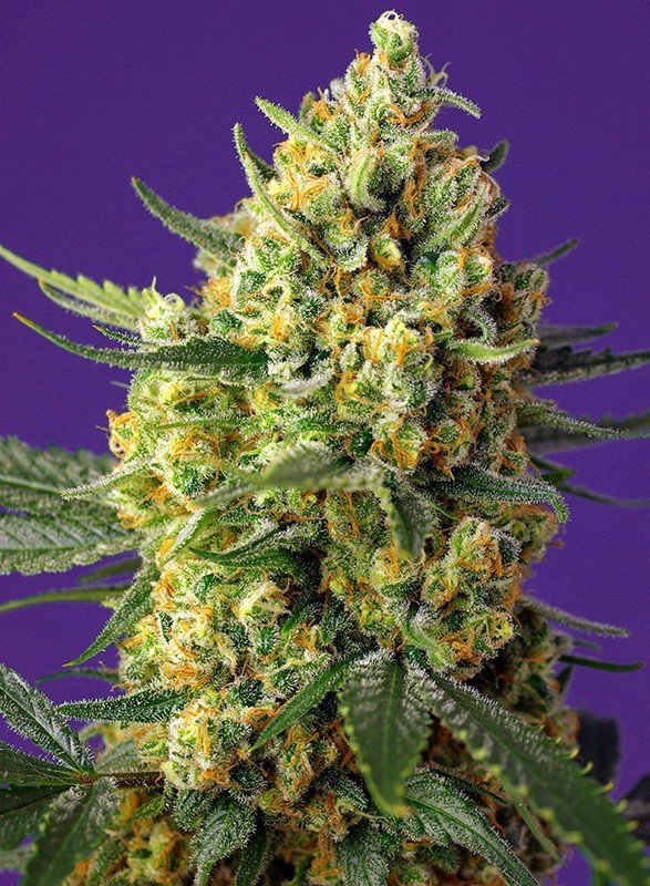 crystal-candy-xl-auto-1.jpg Crystal candy XL auto (3+1GRATIS) 100% sweet seeds