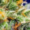 crystal-candy-xl-auto-2.jpg Crystal candy XL auto (3+1GRATIS) 100% sweet seeds