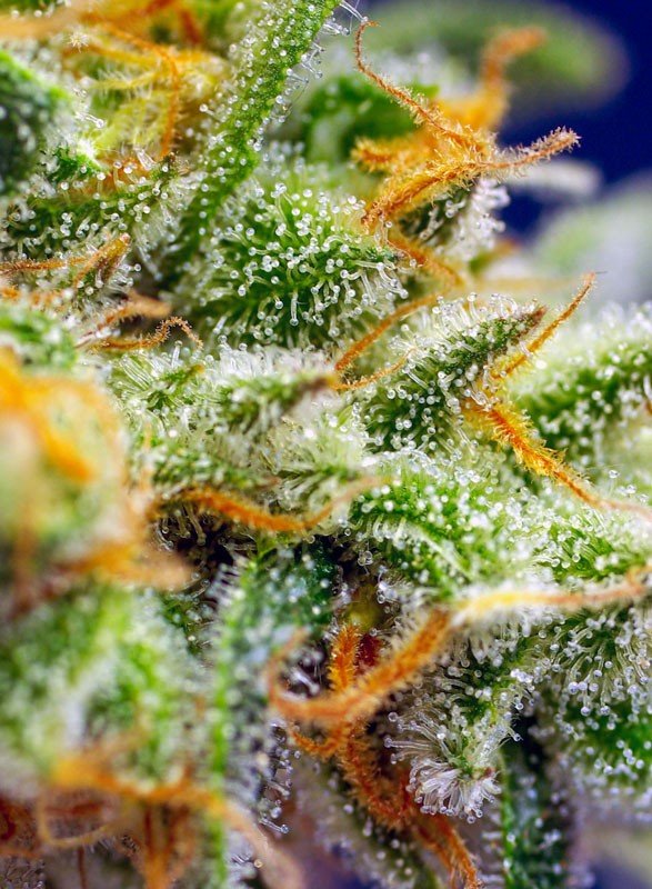 crystal-candy-xl-auto-2.jpg Crystal candy XL auto (3+1GRATIS) 100% sweet seeds