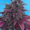 dark-devil-auto-1.jpg Dark devil auto (3+1 GRATIS) Sweet seeds