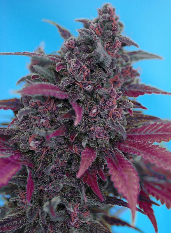 dark-devil-auto-1.jpg Dark devil auto (3+1 GRATIS) Sweet seeds