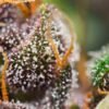dark-devil-auto-3.jpg Dark devil auto (3+1 GRATIS) Sweet seeds