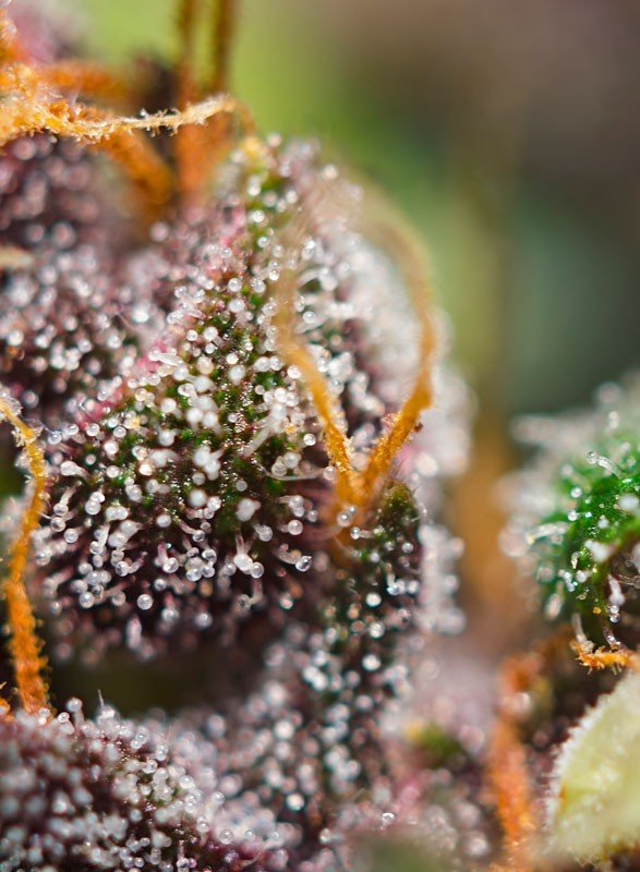 dark-devil-auto-3.jpg Dark devil auto (3+1 GRATIS) Sweet seeds