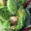 green-poison-2.jpg Green poison (3+1 Gratis) Sweet Seeds