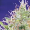 green-poison-3.jpg Green poison (3+1 Gratis) Sweet Seeds