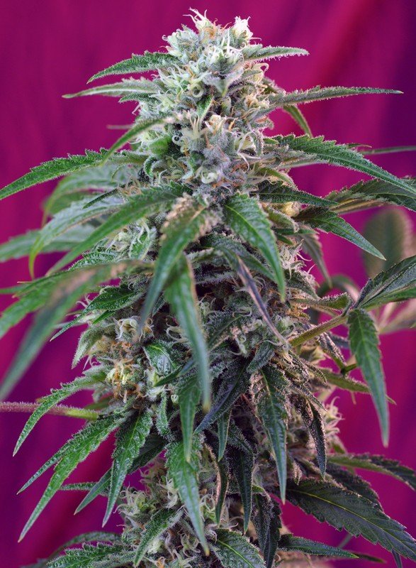green-poison-auto-1.jpg Green poison auto (3+1Gratis) sweet seeds
