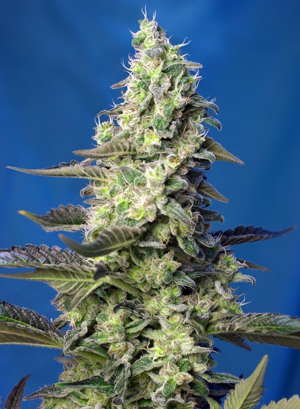 Green poison xl auto (3+1 Gratis ) 100% Sweet seeds