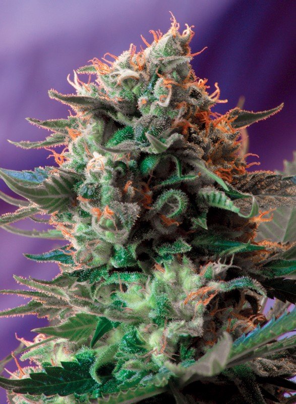 Jack 47 (3+1Gratis) 100% sweet seeds